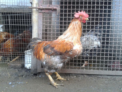 ; Porumbac II = 5,100 kg.
Splash II = 4,655 kg.
(cântăriți – marți, ‎12 ‎decembrie ‎2023 | fotografiați – sâmbătă, ‎16 ‎decembrie ‎2023)

