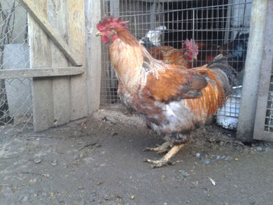 ; Porumbac II = 5,100 kg.
Splash II = 4,655 kg.
(cântăriți – marți, ‎12 ‎decembrie ‎2023 | fotografiați – sâmbătă, ‎16 ‎decembrie ‎2023)
