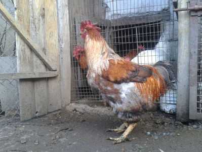 ; Porumbac II = 5,100 kg.
Splash II = 4,655 kg.
(cântăriți – marți, ‎12 ‎decembrie ‎2023 | fotografiați – sâmbătă, ‎16 ‎decembrie ‎2023)
