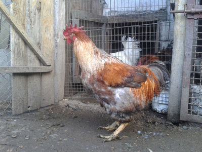 ; Porumbac II = 5,100 kg.
Splash II = 4,655 kg.
(cântăriți – marți, ‎12 ‎decembrie ‎2023 | fotografiați – sâmbătă, ‎16 ‎decembrie ‎2023)
