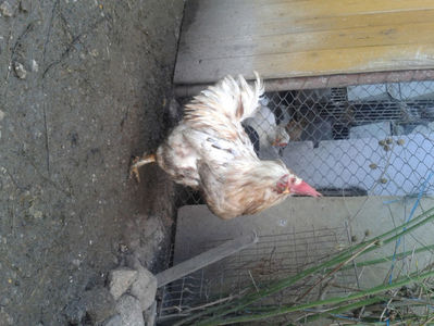 ; Porumbac II = 5,100 kg.
Splash II = 4,655 kg.
(cântăriți – marți, ‎12 ‎decembrie ‎2023 | fotografiați – sâmbătă, ‎16 ‎decembrie ‎2023)
