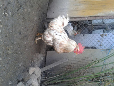 ; Porumbac II = 5,100 kg.
Splash II = 4,655 kg.
(cântăriți – marți, ‎12 ‎decembrie ‎2023 | fotografiați – sâmbătă, ‎16 ‎decembrie ‎2023)
