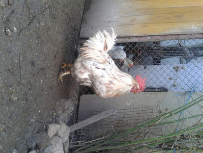 ; Porumbac II = 5,100 kg.
Splash II = 4,655 kg.
(cântăriți – marți, ‎12 ‎decembrie ‎2023 | fotografiați – sâmbătă, ‎16 ‎decembrie ‎2023)
