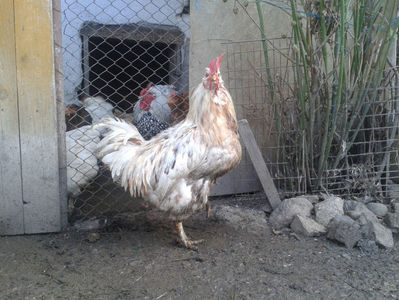 ; Porumbac II = 5,100 kg.
Splash II = 4,655 kg.
(cântăriți – marți, ‎12 ‎decembrie ‎2023 | fotografiați – sâmbătă, ‎16 ‎decembrie ‎2023)
