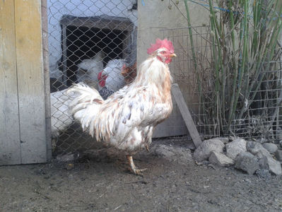 ; Porumbac II = 5,100 kg.
Splash II = 4,655 kg.
(cântăriți – marți, ‎12 ‎decembrie ‎2023 | fotografiați – sâmbătă, ‎16 ‎decembrie ‎2023)
