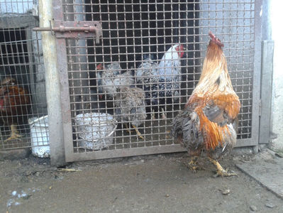 ; Porumbac II = 5,100 kg.
Splash II = 4,655 kg.
(cântăriți – marți, ‎12 ‎decembrie ‎2023 | fotografiați – sâmbătă, ‎16 ‎decembrie ‎2023)
