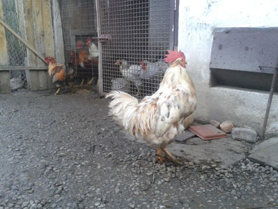 REFORMĂ Cocoși Rezervă Matcă SERIA II 2021 în Decembrie 2023 — [AMINTIRI]