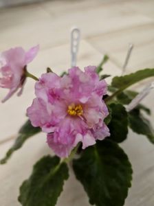 IMG-20231108-WA0003