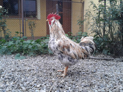 REFORMĂ Cocoș Rezervă Matcă SERIA III 2021 în Decembrie 2023 — [AMINTIRE]; (cântărit – marți, ‎12 ‎decembrie ‎2023 | fotografiat – duminică, ‎17 ‎decembrie ‎2023)
