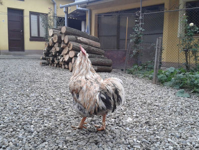 REFORMĂ Cocoș Rezervă Matcă SERIA III 2021 în Decembrie 2023 — [AMINTIRE]; Splash III = 4,020 kg.
(cântărit – marți, ‎12 ‎decembrie ‎2023 | fotografiat – duminică, ‎17 ‎decembrie ‎2023)
