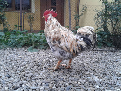 REFORMĂ Cocoș Rezervă Matcă SERIA III 2021 în Decembrie 2023 — [AMINTIRE]; Splash III = 4,020 kg.
(cântărit – marți, ‎12 ‎decembrie ‎2023 | fotografiat – duminică, ‎17 ‎decembrie ‎2023)
