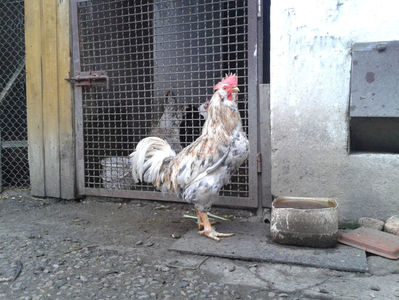 REFORMĂ Cocoș Rezervă Matcă SERIA III 2021 în Decembrie 2023 — [AMINTIRE]; Splash III = 4,020 kg.
(cântărit – marți, ‎12 ‎decembrie ‎2023 | fotografiat – duminică, ‎17 ‎decembrie ‎2023)
