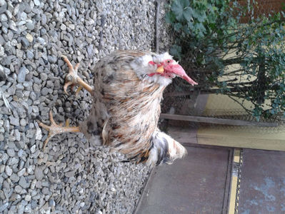 REFORMĂ Cocoș Rezervă Matcă SERIA III 2021 în Decembrie 2023 — [AMINTIRE]; Splash III = 4,020 kg.
(cântărit – marți, ‎12 ‎decembrie ‎2023 | fotografiat – duminică, ‎17 ‎decembrie ‎2023)
