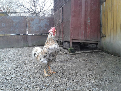 REFORMĂ Cocoș Rezervă Matcă SERIA III 2021 în Decembrie 2023 — [AMINTIRE]; Splash III = 4,020 kg.
(cântărit – marți, ‎12 ‎decembrie ‎2023 | fotografiat – duminică, ‎17 ‎decembrie ‎2023)
