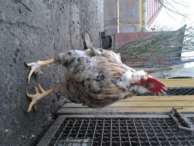 REFORMĂ Cocoș Rezervă Matcă SERIA III 2021 în Decembrie 2023 — [AMINTIRE]; Splash III = 4,020 kg.
(cântărit – marți, ‎12 ‎decembrie ‎2023 | fotografiat – duminică, ‎17 ‎decembrie ‎2023)
