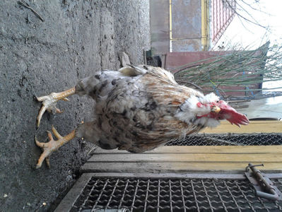 REFORMĂ Cocoș Rezervă Matcă SERIA III 2021 în Decembrie 2023 — [AMINTIRE]; Splash III = 4,020 kg.
(cântărit – marți, ‎12 ‎decembrie ‎2023 | fotografiat – duminică, ‎17 ‎decembrie ‎2023)
