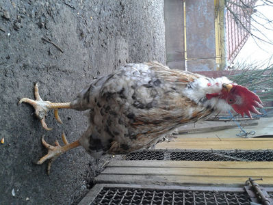 REFORMĂ Cocoș Rezervă Matcă SERIA III 2021 în Decembrie 2023 — [AMINTIRE]; Splash III = 4,020 kg.
(cântărit – marți, ‎12 ‎decembrie ‎2023 | fotografiat – duminică, ‎17 ‎decembrie ‎2023)
