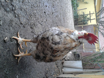 REFORMĂ Cocoș Rezervă Matcă SERIA III 2021 în Decembrie 2023 — [AMINTIRE]; Splash III = 4,020 kg.
(cântărit – marți, ‎12 ‎decembrie ‎2023 | fotografiat – duminică, ‎17 ‎decembrie ‎2023)
