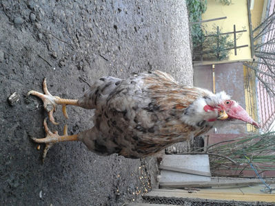 REFORMĂ Cocoș Rezervă Matcă SERIA III 2021 în Decembrie 2023 — [AMINTIRE]; Splash III = 4,020 kg.
(cântărit – marți, ‎12 ‎decembrie ‎2023 | fotografiat – duminică, ‎17 ‎decembrie ‎2023)
