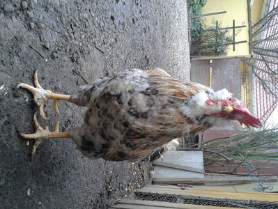 REFORMĂ Cocoș Rezervă Matcă SERIA III 2021 în Decembrie 2023 — [AMINTIRE]; Splash III = 4,020 kg.
(cântărit – marți, ‎12 ‎decembrie ‎2023 | fotografiat – duminică, ‎17 ‎decembrie ‎2023)
