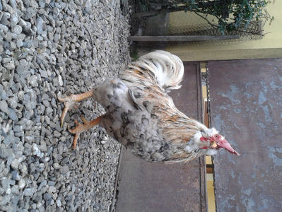 REFORMĂ Cocoș Rezervă Matcă SERIA III 2021 în Decembrie 2023 — [AMINTIRE]; Splash III = 4,020 kg.
(cântărit – marți, ‎12 ‎decembrie ‎2023 | fotografiat – duminică, ‎17 ‎decembrie ‎2023)
