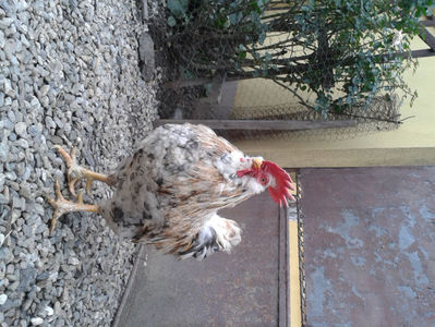 REFORMĂ Cocoș Rezervă Matcă SERIA III 2021 în Decembrie 2023 — [AMINTIRE]; Splash III = 4,020 kg.
(cântărit – marți, ‎12 ‎decembrie ‎2023 | fotografiat – duminică, ‎17 ‎decembrie ‎2023)
