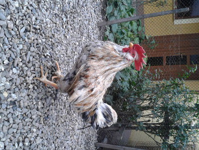 REFORMĂ Cocoș Rezervă Matcă SERIA III 2021 în Decembrie 2023 — [AMINTIRE]; Splash III = 4,020 kg.
(cântărit – marți, ‎12 ‎decembrie ‎2023 | fotografiat – duminică, ‎17 ‎decembrie ‎2023)
