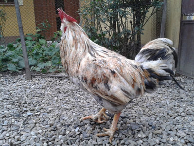 REFORMĂ Cocoș Rezervă Matcă SERIA III 2021 în Decembrie 2023 — [AMINTIRE]; Splash III = 4,020 kg.
(cântărit – marți, ‎12 ‎decembrie ‎2023 | fotografiat – duminică, ‎17 ‎decembrie ‎2023)
