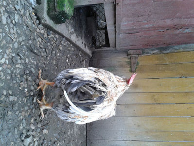 REFORMĂ Cocoș Rezervă Matcă SERIA III 2021 în Decembrie 2023 — [AMINTIRE]; Splash III = 4,020 kg.
(cântărit – marți, ‎12 ‎decembrie ‎2023 | fotografiat – duminică, ‎17 ‎decembrie ‎2023)
