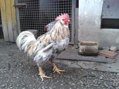 REFORMĂ Cocoș Rezervă Matcă SERIA III 2021 în Decembrie 2023 — [AMINTIRE]; Splash III = 4,020 kg.
(cântărit – marți, ‎12 ‎decembrie ‎2023 | fotografiat – duminică, ‎17 ‎decembrie ‎2023)
