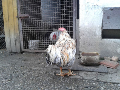 REFORMĂ Cocoș Rezervă Matcă SERIA III 2021 în Decembrie 2023 — [AMINTIRE]; Splash III = 4,020 kg.
(cântărit – marți, ‎12 ‎decembrie ‎2023 | fotografiat – duminică, ‎17 ‎decembrie ‎2023)
