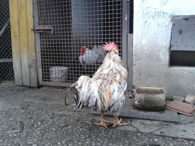 REFORMĂ Cocoș Rezervă Matcă SERIA III 2021 în Decembrie 2023 — [AMINTIRE]; Splash III = 4,020 kg.
(cântărit – marți, ‎12 ‎decembrie ‎2023 | fotografiat – duminică, ‎17 ‎decembrie ‎2023)
