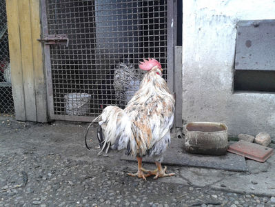 REFORMĂ Cocoș Rezervă Matcă SERIA III 2021 în Decembrie 2023 — [AMINTIRE]; Splash III = 4,020 kg.
(cântărit – marți, ‎12 ‎decembrie ‎2023 | fotografiat – duminică, ‎17 ‎decembrie ‎2023)
