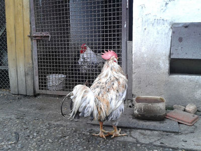 REFORMĂ Cocoș Rezervă Matcă SERIA III 2021 în Decembrie 2023 — [AMINTIRE]; Splash III = 4,020 kg.
(cântărit – marți, ‎12 ‎decembrie ‎2023 | fotografiat – duminică, ‎17 ‎decembrie ‎2023)
