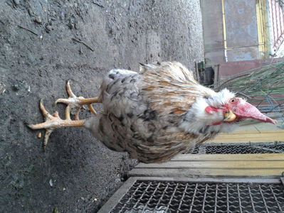 REFORMĂ Cocoș Rezervă Matcă SERIA III 2021 în Decembrie 2023 — [AMINTIRE]; Splash III = 4,020 kg.
(cântărit – marți, ‎12 ‎decembrie ‎2023 | fotografiat – duminică, ‎17 ‎decembrie ‎2023)
