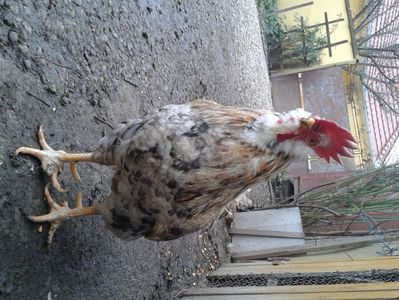 REFORMĂ Cocoș Rezervă Matcă SERIA III 2021 în Decembrie 2023 — [AMINTIRE]; Splash III = 4,020 kg.
(cântărit – marți, ‎12 ‎decembrie ‎2023 | fotografiat – duminică, ‎17 ‎decembrie ‎2023)
