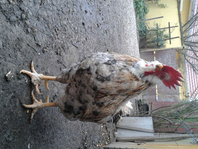 REFORMĂ Cocoș Rezervă Matcă SERIA III 2021 în Decembrie 2023 — [AMINTIRE]; Splash III = 4,020 kg.
(cântărit – marți, ‎12 ‎decembrie ‎2023 | fotografiat – duminică, ‎17 ‎decembrie ‎2023)
