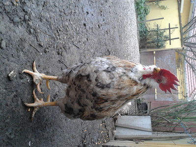 REFORMĂ Cocoș Rezervă Matcă SERIA III 2021 în Decembrie 2023 — [AMINTIRE]; Splash III = 4,020 kg.
(cântărit – marți, ‎12 ‎decembrie ‎2023 | fotografiat – duminică, ‎17 ‎decembrie ‎2023)
