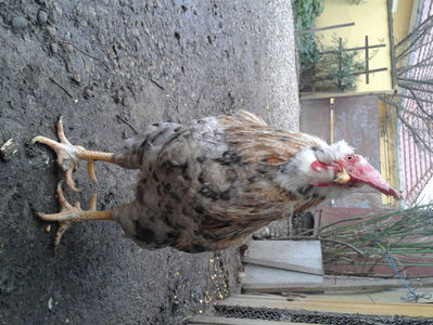 REFORMĂ Cocoș Rezervă Matcă SERIA III 2021 în Decembrie 2023 — [AMINTIRE]; Splash III = 4,020 kg.
(cântărit – marți, ‎12 ‎decembrie ‎2023 | fotografiat – duminică, ‎17 ‎decembrie ‎2023)
