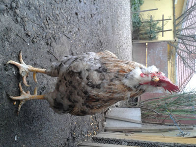 REFORMĂ Cocoș Rezervă Matcă SERIA III 2021 în Decembrie 2023 — [AMINTIRE]; Splash III = 4,020 kg.
(cântărit – marți, ‎12 ‎decembrie ‎2023 | fotografiat – duminică, ‎17 ‎decembrie ‎2023)
