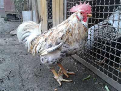 REFORMĂ Cocoș Rezervă Matcă SERIA III 2021 în Decembrie 2023 — [AMINTIRE]; Splash III = 4,020 kg.
(cântărit – marți, ‎12 ‎decembrie ‎2023 | fotografiat – duminică, ‎17 ‎decembrie ‎2023)
