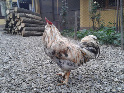 REFORMĂ Cocoș Rezervă Matcă SERIA III 2021 în Decembrie 2023 — [AMINTIRE]; Splash III = 4,020 kg.
(cântărit – marți, ‎12 ‎decembrie ‎2023 | fotografiat – duminică, ‎17 ‎decembrie ‎2023)
