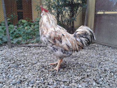 REFORMĂ Cocoș Rezervă Matcă SERIA III 2021 în Decembrie 2023 — [AMINTIRE]; Splash III = 4,020 kg.
(cântărit – marți, ‎12 ‎decembrie ‎2023 | fotografiat – duminică, ‎17 ‎decembrie ‎2023)
