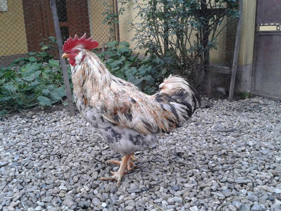 REFORMĂ Cocoș Rezervă Matcă SERIA III 2021 în Decembrie 2023 — [AMINTIRE]; Splash III = 4,020 kg.
(cântărit – marți, ‎12 ‎decembrie ‎2023 | fotografiat – duminică, ‎17 ‎decembrie ‎2023)
