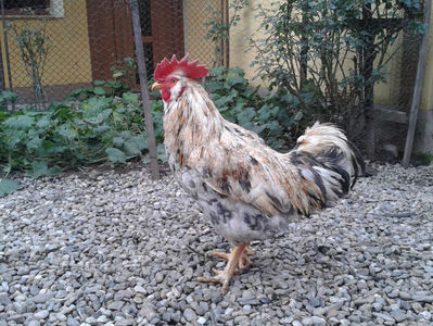 REFORMĂ Cocoș Rezervă Matcă SERIA III 2021 în Decembrie 2023 — [AMINTIRE]; Splash III = 4,020 kg.
(cântărit – marți, ‎12 ‎decembrie ‎2023 | fotografiat – duminică, ‎17 ‎decembrie ‎2023)
