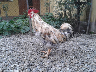 REFORMĂ Cocoș Rezervă Matcă SERIA III 2021 în Decembrie 2023 — [AMINTIRE]; Splash III = 4,020 kg.
(cântărit – marți, ‎12 ‎decembrie ‎2023 | fotografiat – duminică, ‎17 ‎decembrie ‎2023)
