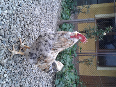 REFORMĂ Cocoș Rezervă Matcă SERIA III 2021 în Decembrie 2023 — [AMINTIRE]; Splash III = 4,020 kg.
(cântărit – marți, ‎12 ‎decembrie ‎2023 | fotografiat – duminică, ‎17 ‎decembrie ‎2023)
