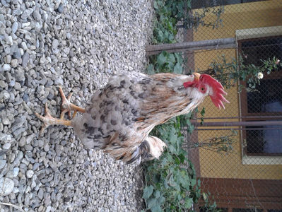 REFORMĂ Cocoș Rezervă Matcă SERIA III 2021 în Decembrie 2023 — [AMINTIRE]; Splash III = 4,020 kg.
(cântărit – marți, ‎12 ‎decembrie ‎2023 | fotografiat – duminică, ‎17 ‎decembrie ‎2023)
