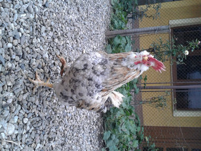 REFORMĂ Cocoș Rezervă Matcă SERIA III 2021 în Decembrie 2023 — [AMINTIRE]; Splash III = 4,020 kg.
(cântărit – marți, ‎12 ‎decembrie ‎2023 | fotografiat – duminică, ‎17 ‎decembrie ‎2023)
