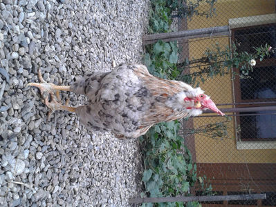 REFORMĂ Cocoș Rezervă Matcă SERIA III 2021 în Decembrie 2023 — [AMINTIRE]; Splash III = 4,020 kg.
(cântărit – marți, ‎12 ‎decembrie ‎2023 | fotografiat – duminică, ‎17 ‎decembrie ‎2023)
